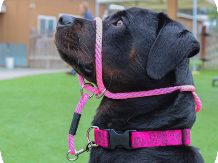 Preparing Your Dog for Summer Hikes: Essential Leash Walking Tips in 2024