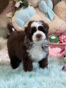 Casey standing up, ready for dog training