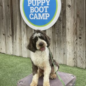 Bernard the dog sitting during training class