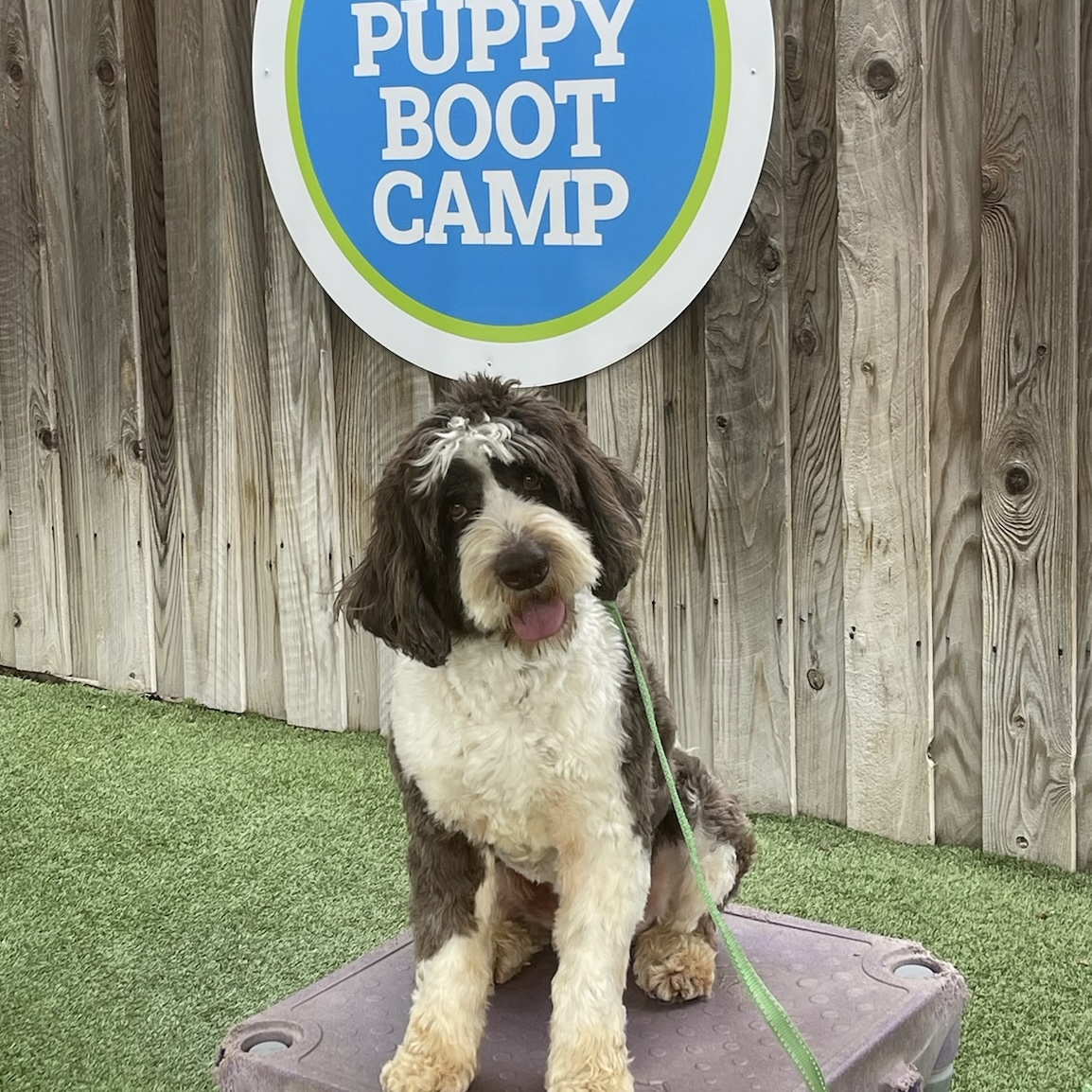 Bernard the dog sitting during training class