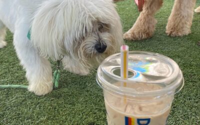 Hands-On Learning for You and Your Dog: Discover the Benefits of a Training Program