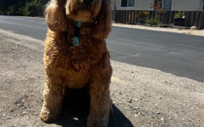 Find Perfect Techniques to Train Your Perfect Companion for a Calming Walk