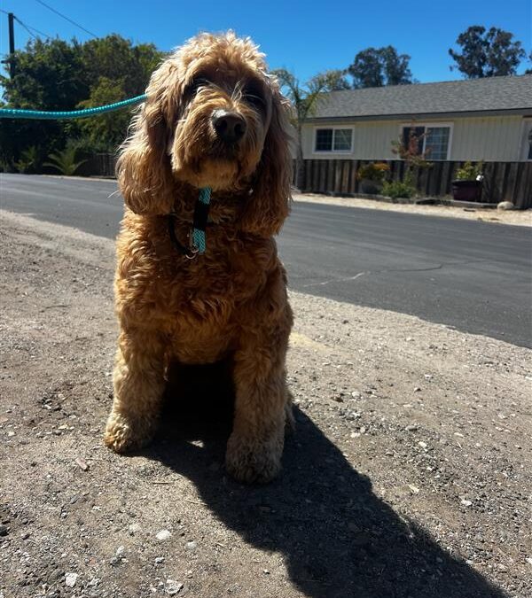 Find Perfect Techniques to Train Your Perfect Companion for a Calming Walk