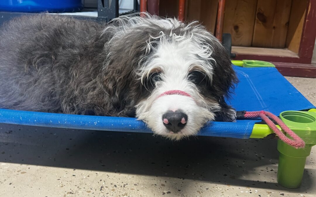 Why a High-Quality Leash Brings Confidence to Every Walk