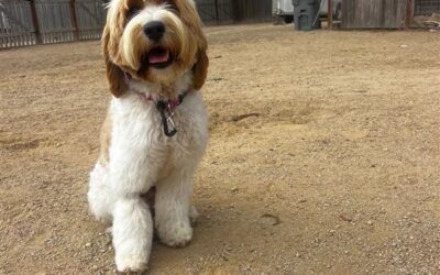 Why a Trained Dog Might Be the Best Choice for Your Family