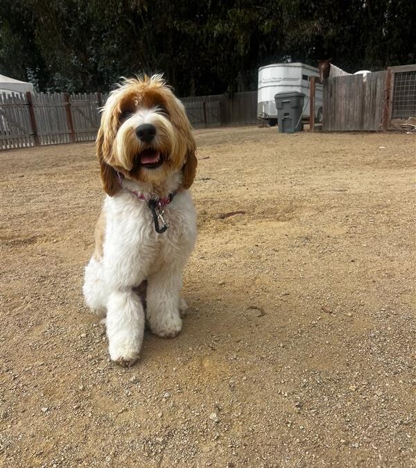 Why a Trained Dog Might Be the Best Choice for Your Family