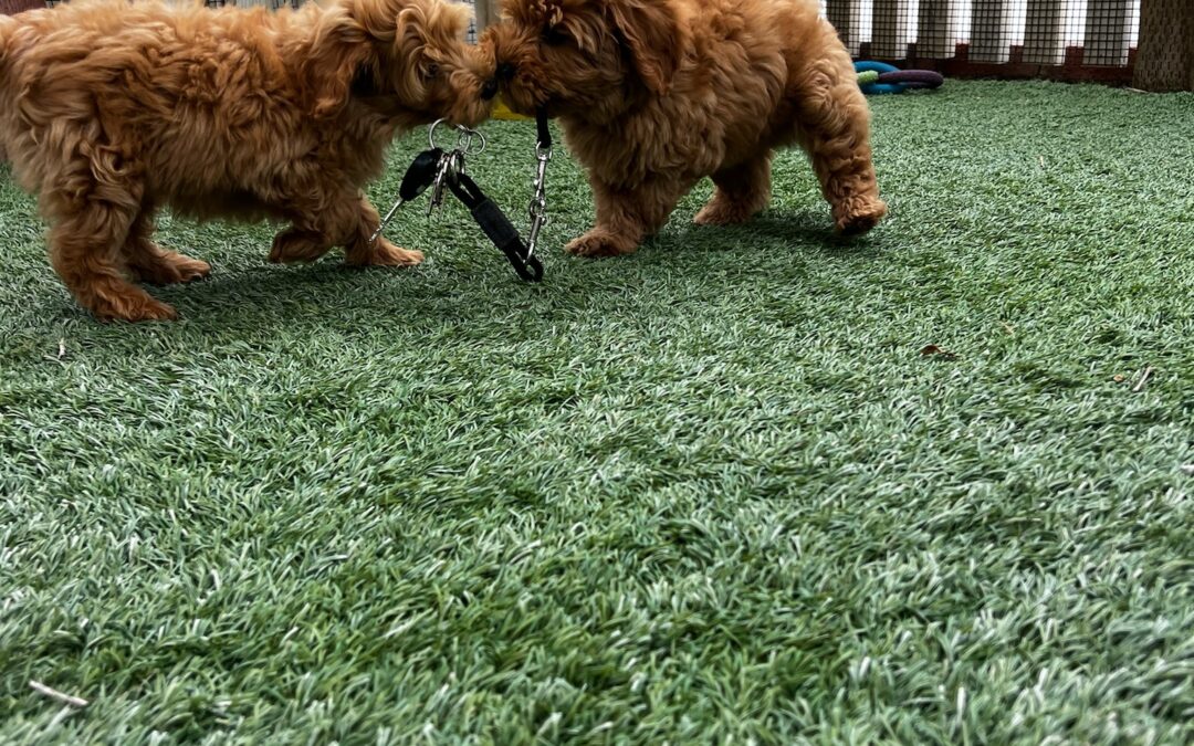 The Smarter Start: The Benefits of Bringing Home a Trained Dog