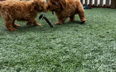 The Smarter Start: The Benefits of Bringing Home a Trained Dog