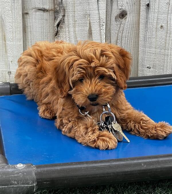 Tips for Leash Walking in Busy or Distracting Environments