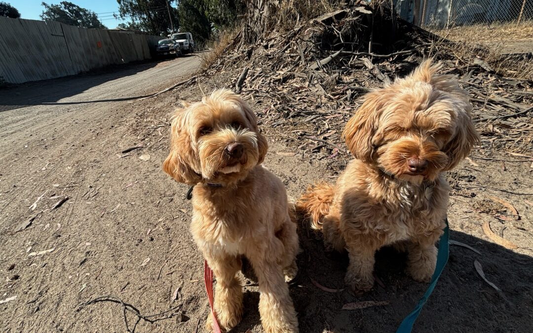 A Smart Start: Why a Fully Trained Dog Makes the Best Companion