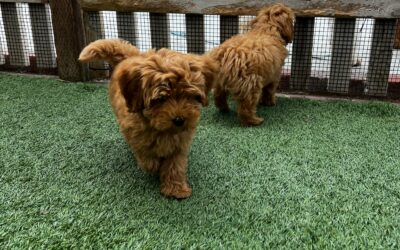 How In-Person Dog Training Brings Clarity to You and Your Dog