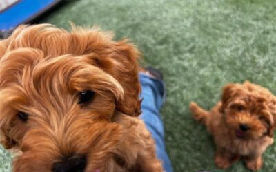 Teaching Calm Walking Habits Using Long Line Leash Practice