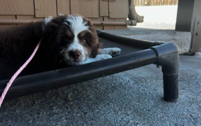 Give Your Dog the Comfort and Security They Deserve on Every Walk