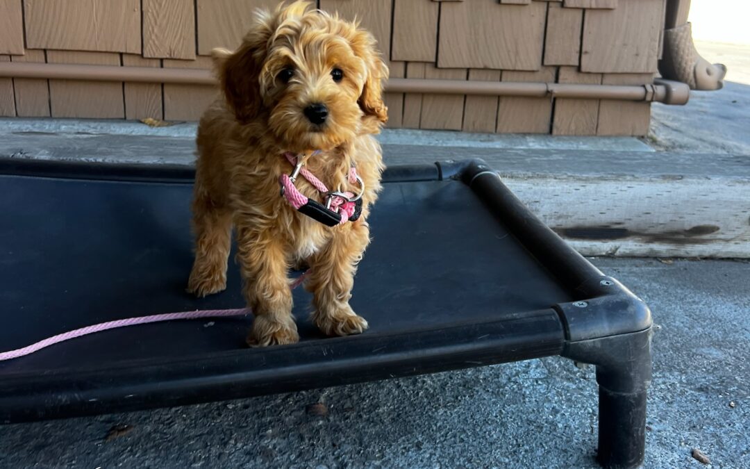 Enjoy the Freedom of Hands-Free Walks with Your Active Companion