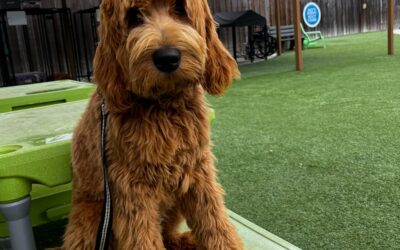 How a Hands-Free Leash Can Make Walks More Relaxing and Fun