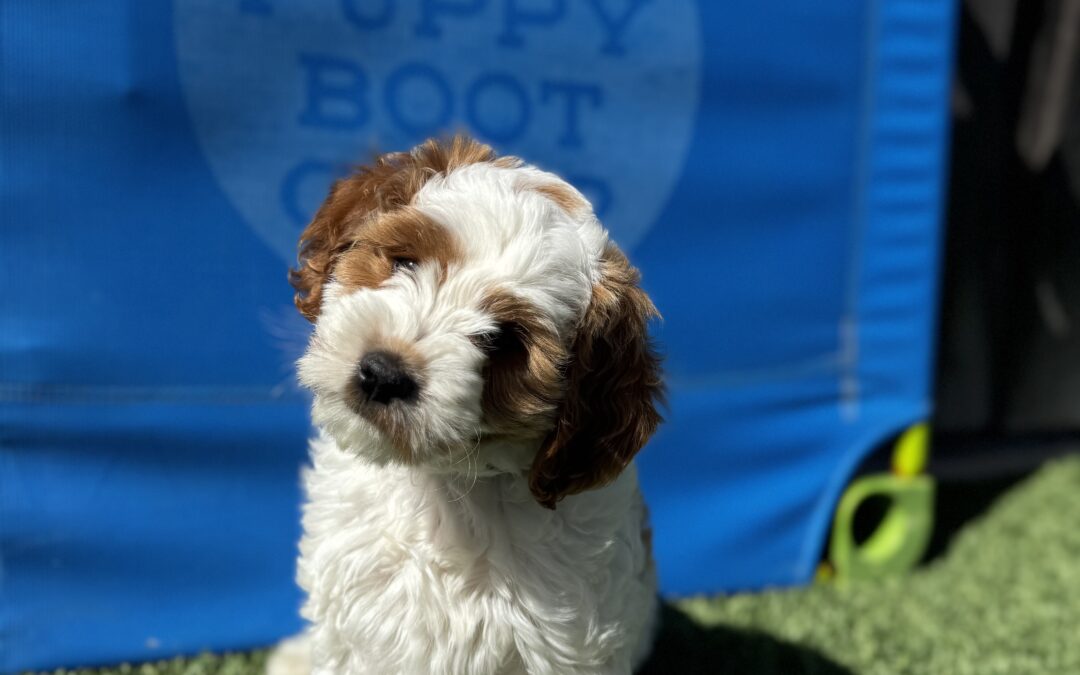 Leashed & Ready: How to Keep Your Dog Safe (and Your Sanity Intact) on Every Adventure