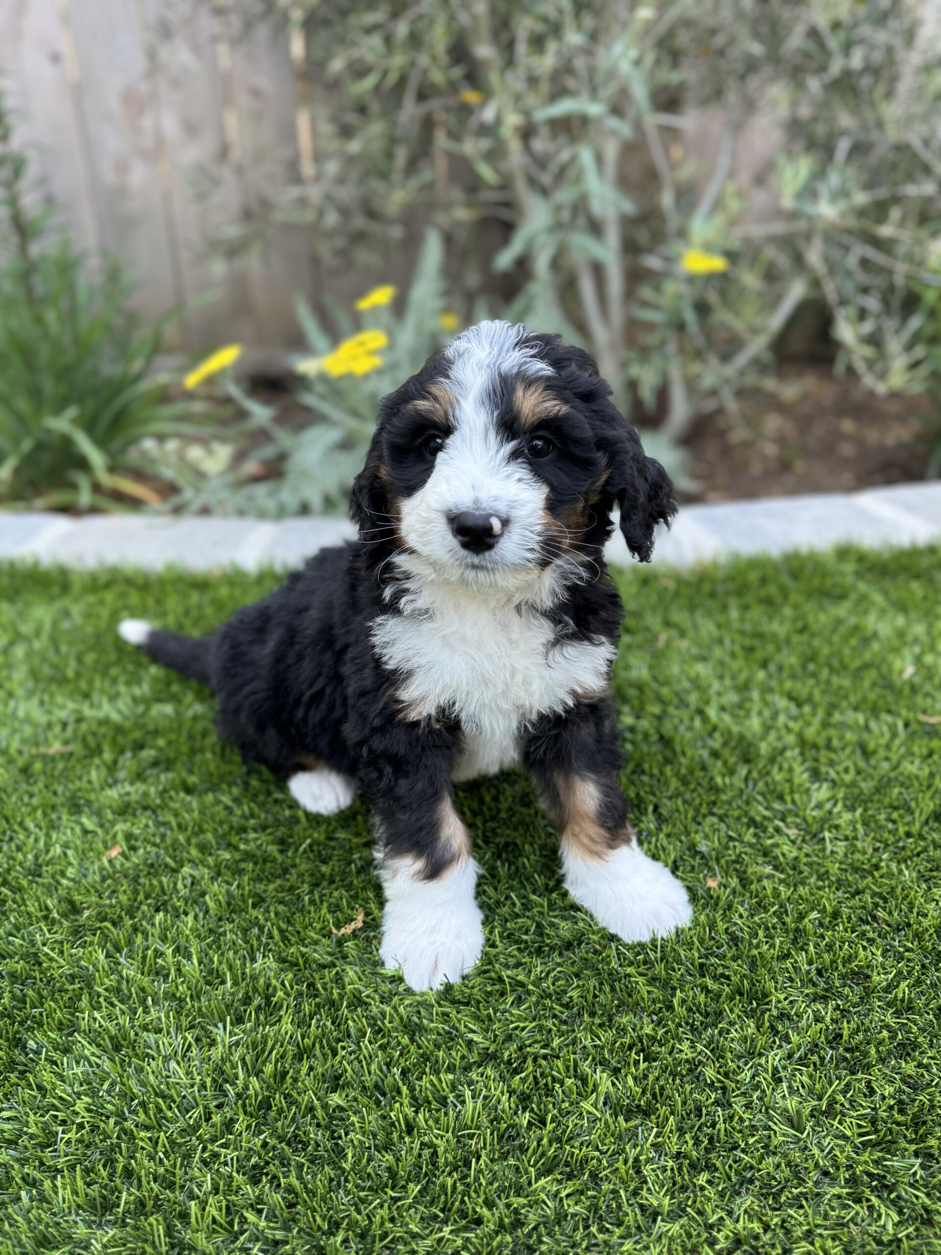 Cowboy the Bernedoodle May 2025