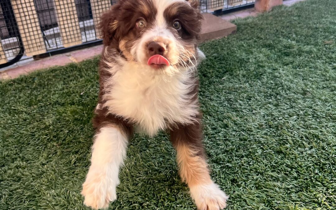 How a Trained Dog Can Help Reduce Stress and Chaos at Home