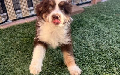 How a Trained Dog Can Help Reduce Stress and Chaos at Home