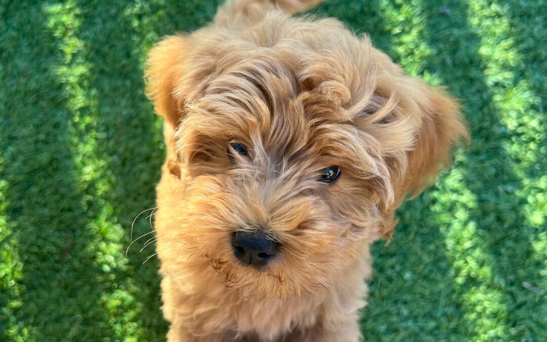 The Advantages of Buying a Trained Dog vs. Training from Scratch