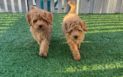 How a Fully Trained Dog Can Help You Build a Stronger Bond from Day One