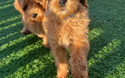 From Puppy to Perfect Companion: Why Our Trained Dogs Make a Big Difference