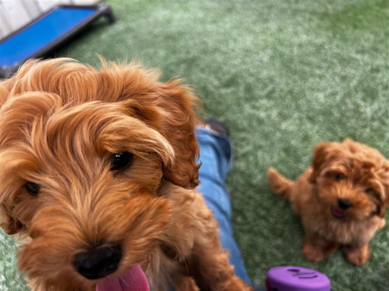 The Advantages of Buying a Trained Dog vs. Training from Scratch