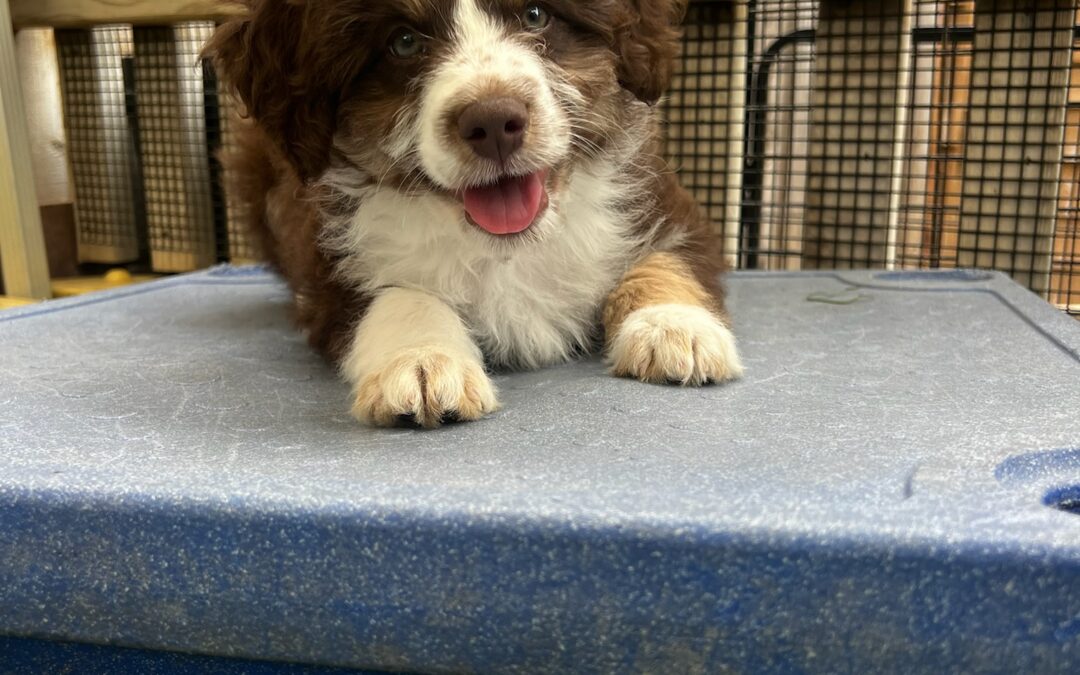 Why Your Dog Needs a High-Quality Leash for Better Behavior and Communication