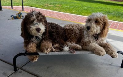 How a Fully Trained Dog Can Help Reduce Stress and Chaos at Home