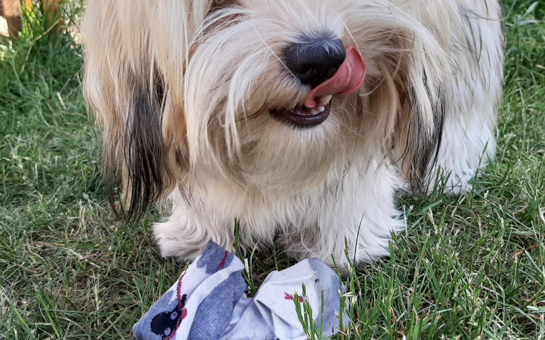 Hydrogen Peroxide Dog Vomit: What to Do When Your Dog Swallows Something