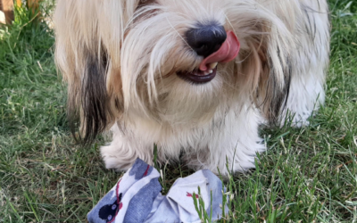 Hydrogen Peroxide Dog Vomit: What to Do When Your Dog Swallows Something