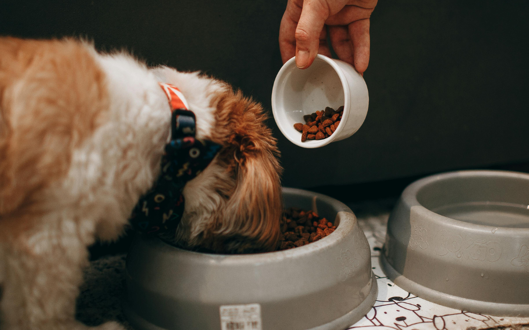 Healthy Dog Food Toppers: Easy Wins for Your Dog’s Bowl
