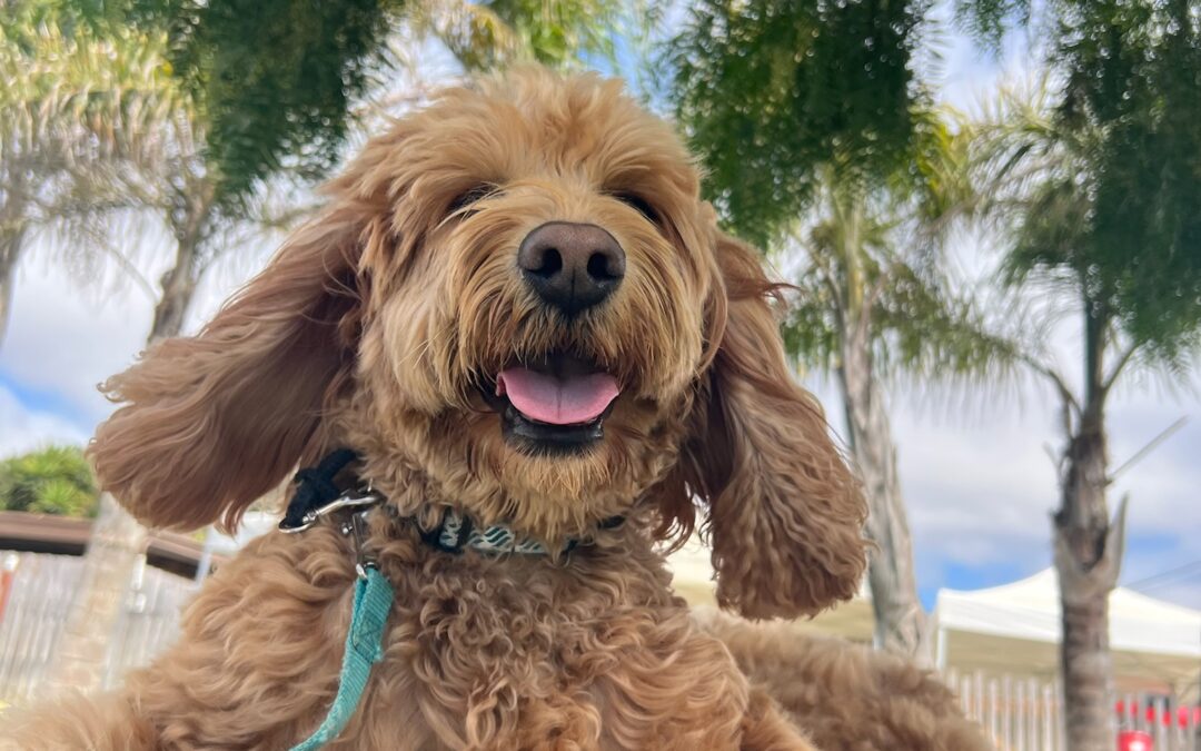 The Best Age to Start Professional Dog Training: Early vs. Later Training