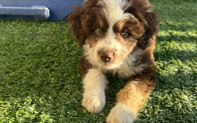 Why In-Person Training Prepares Your Dog for Real Life