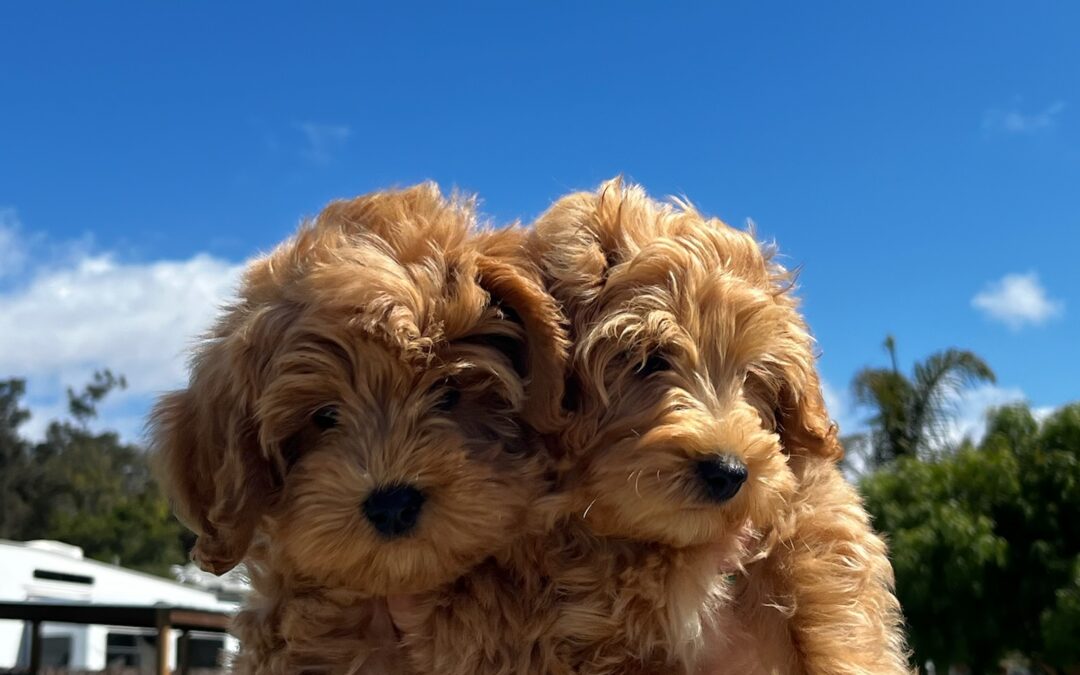 Why Trained Dogs are the Best Option for Families with Young Children