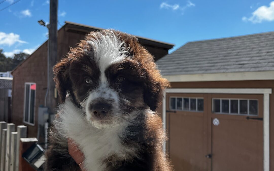 Tips for Introducing Your Dog to a New Leash for the First Time