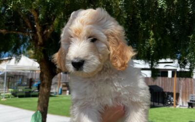 How to Choose the Right Leash for Every Phase of Your Dog’s Training Journey