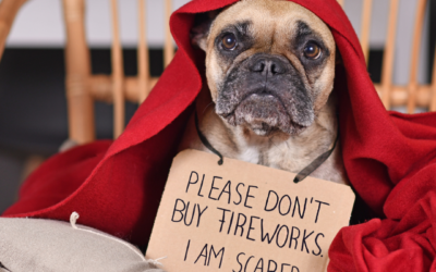 Why Are Dogs Scared of Fireworks?