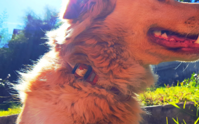 Summer Safety for Dogs: How to Protect Your Pup from Heat Dangers