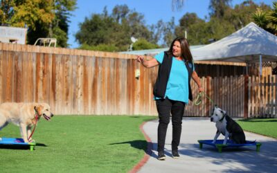 Speak Dog: Why Cues Are the Secret Sauce to Clarity, Confidence, and Connection