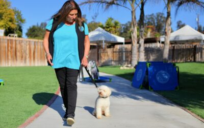 Tethering: The Unsung Hero of Dog Training