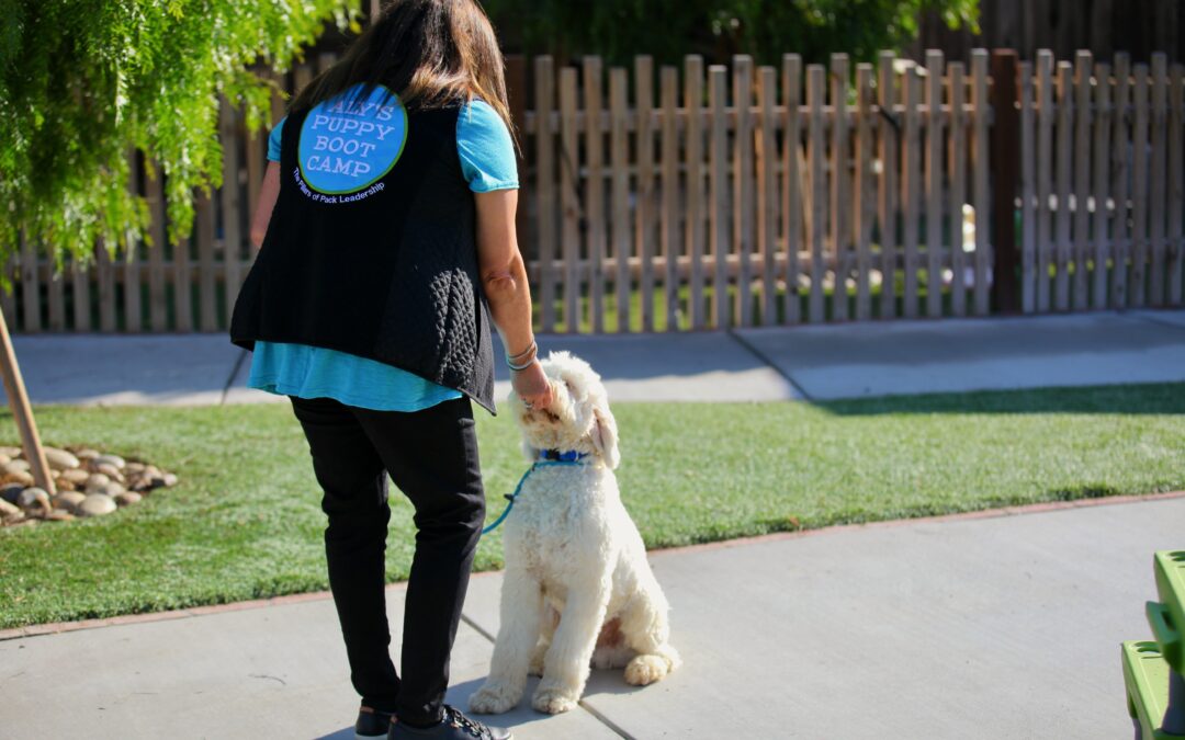 Dog Overstimulation in Summer: 5 Rules to Stay Calm and Cool