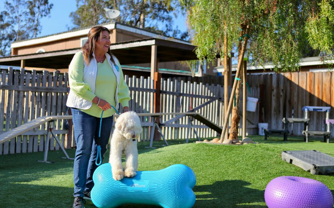 Back to School & Work: Resetting the Routine with Your Dog