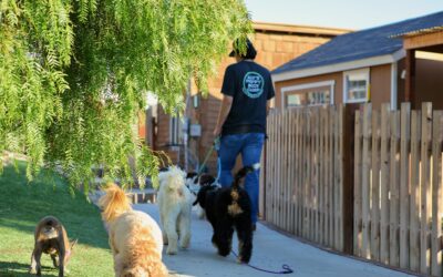 Structured Play vs Chaos: Why Not All Dog Daycares Are Created Equal