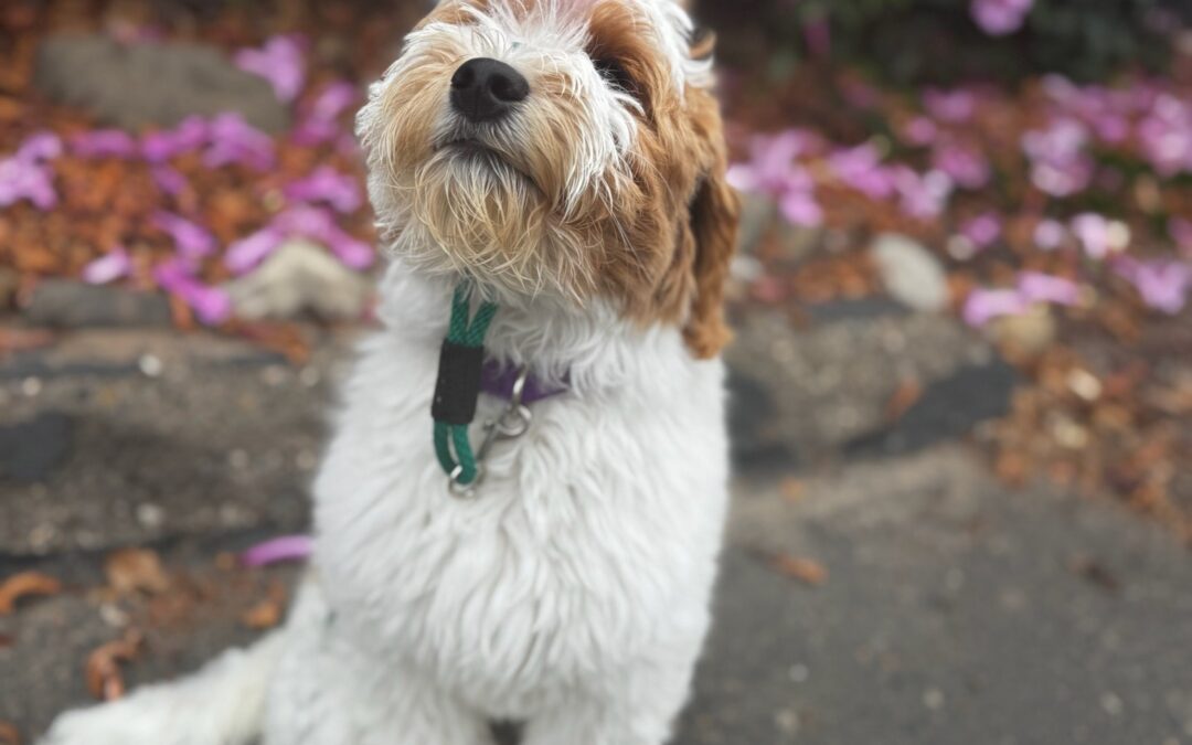 Unleashing Love: A Tail-Wagging Guide to Selecting Your Ideal Dog Breed!