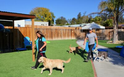 In-Person vs. Online Training: Which One Does Your Dog Really Need?