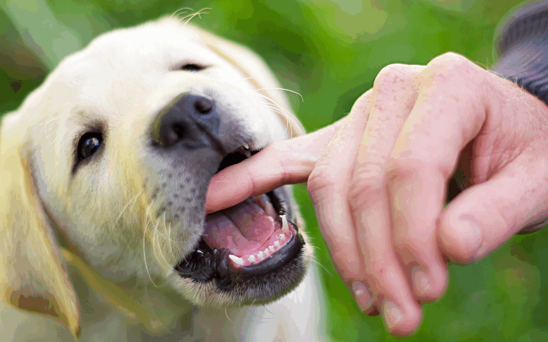 How to Stop Puppy Biting & Nipping